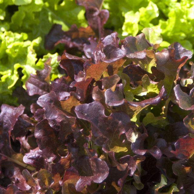 Leaf lettuce is an example of a vegetable that’s pretty enough for containers.